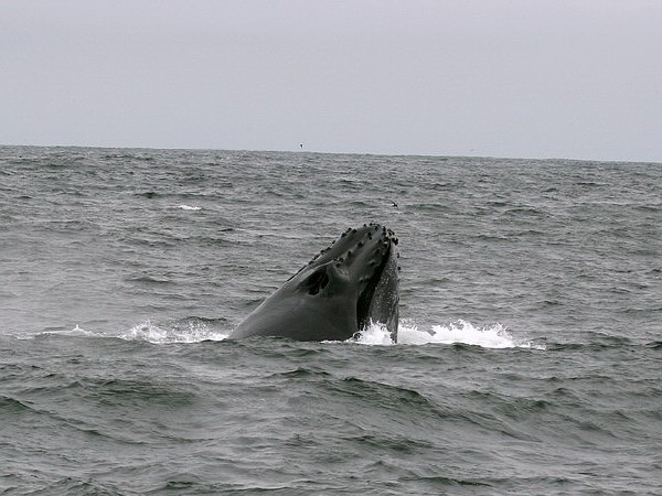 Humback Whale